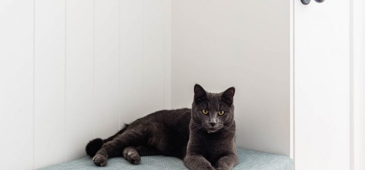 Cat on bespoke joinery