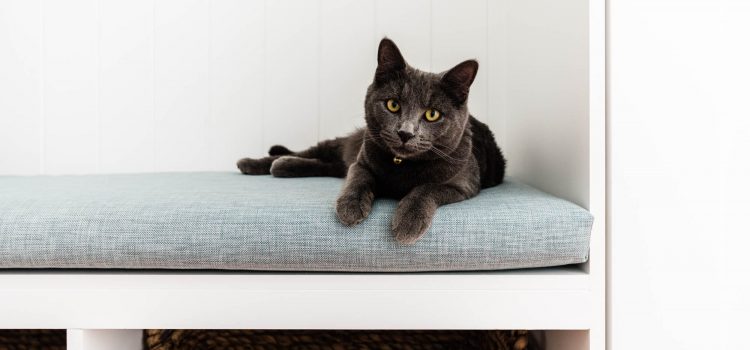 Cat on bespoke joinery
