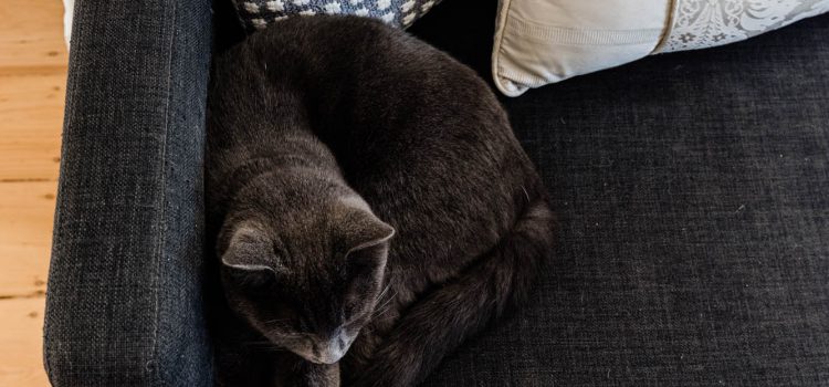 Cat laying around at renovation