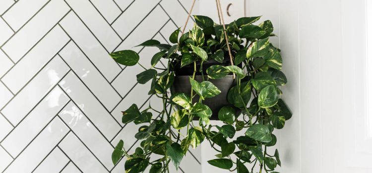 Bathroom Renovation Brisbane Builder